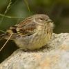 Zvonohlik korsicky - Serinus corsicanus - Corsican Finch 2772
